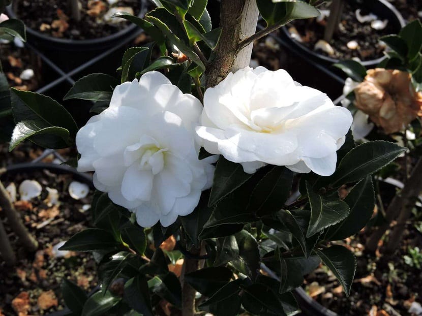 La Camelia sasanqua se caracteriza por ser un árbol o arbusto que cuenta con un denso follaje