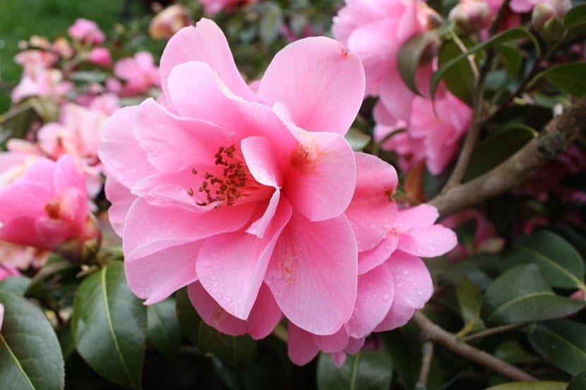Camelia sasanqua: cultivo, poda y cuidados de la camelia de otoño