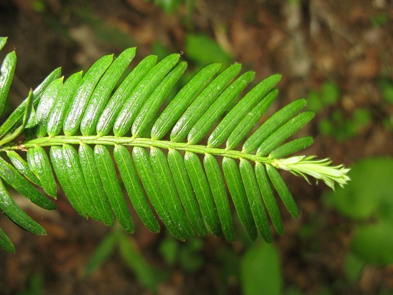 Cephalotaxus harringtonia var nana