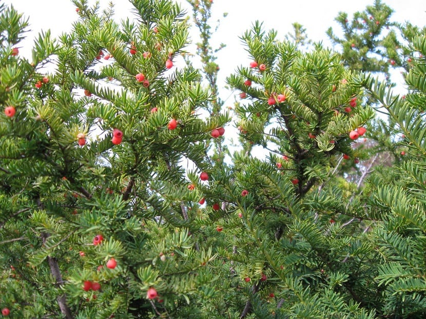 Tejo del Pacífico (Taxus brevifolia): el árbol del taxol