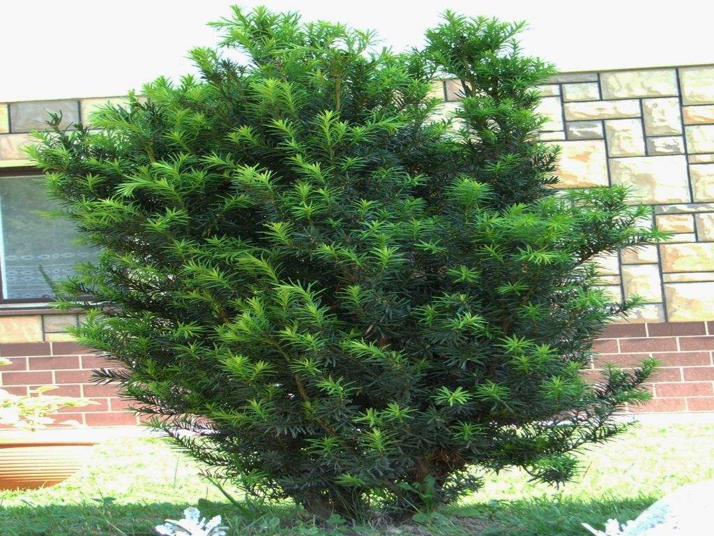 Tejo (Taxus baccata): cultivo, poda y toxicidad