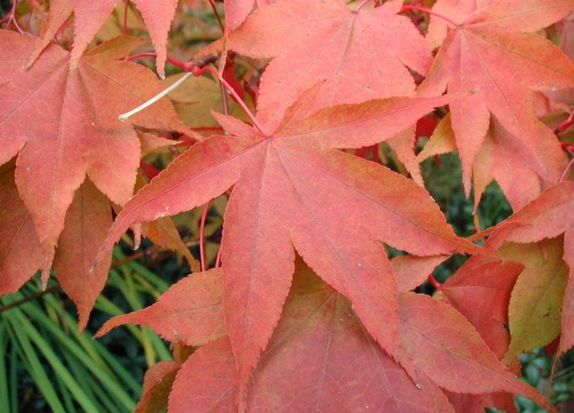 Acer palmatum
