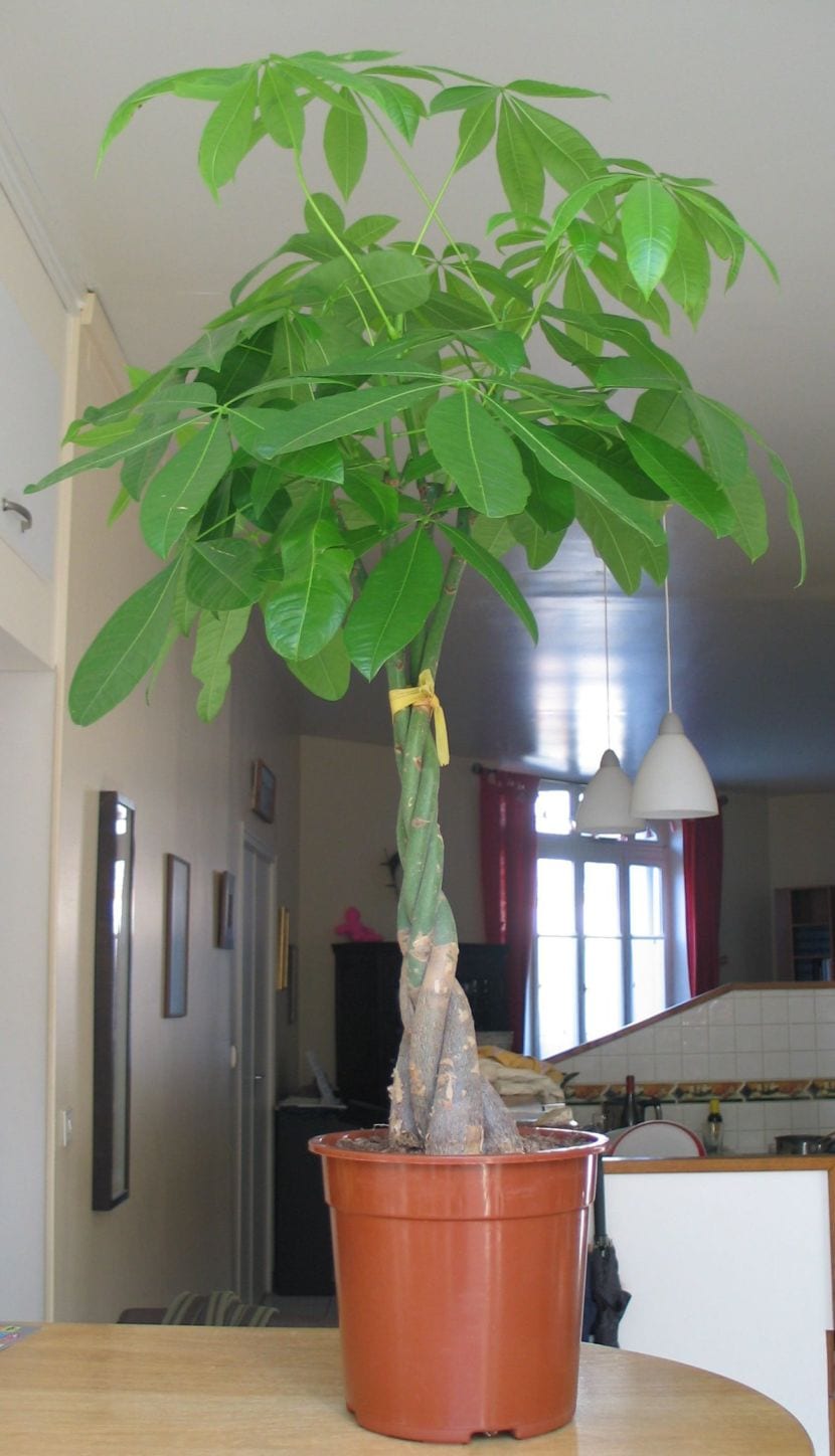 Pachira aquatica