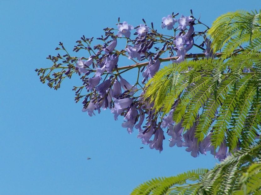 Jacaranda