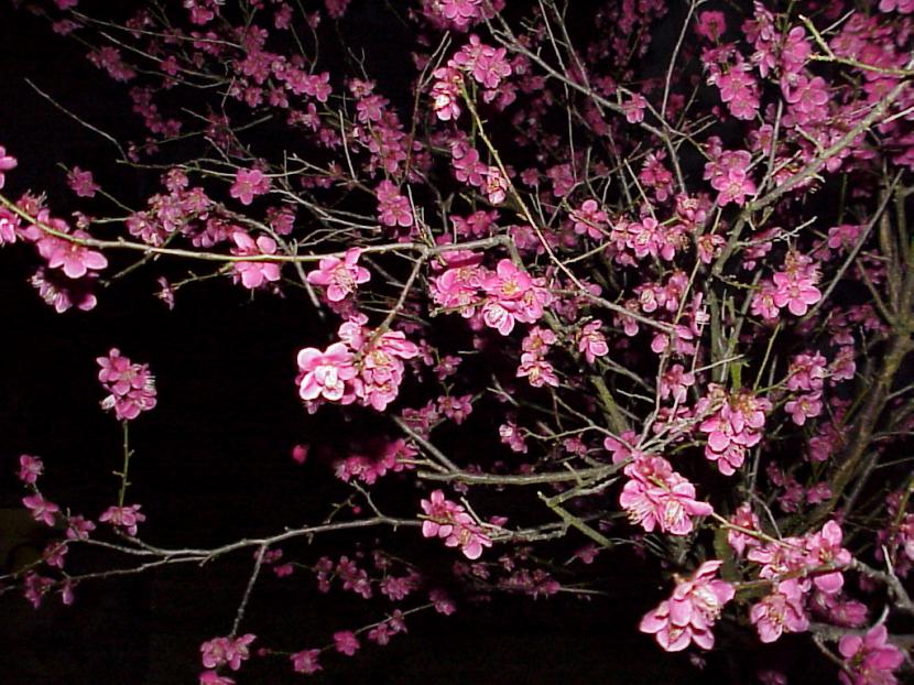 Prunus mume