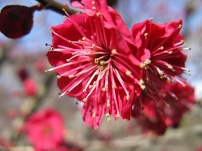 Flores dobles rosadas del cultivar Yaekanko de Prunus mume