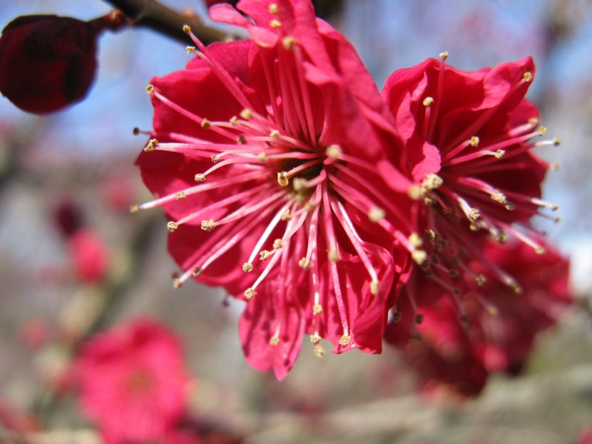 Albaricoquero japonés (Prunus mume): cultivo y poda