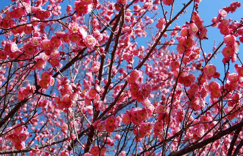 Prunus mume