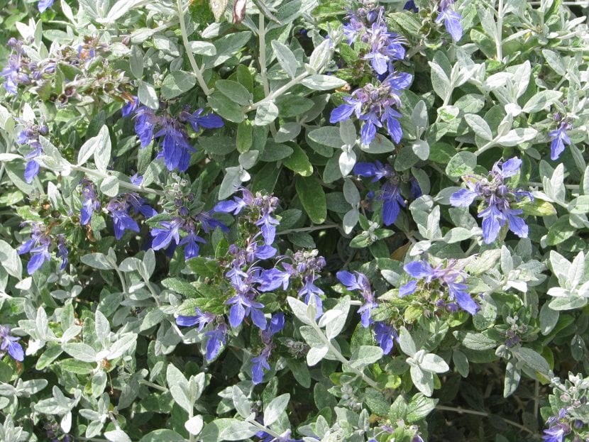 Vista de las flores del Teucrium fruticans