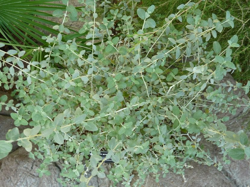 Las hojas del Teucrium fruticans son perennes