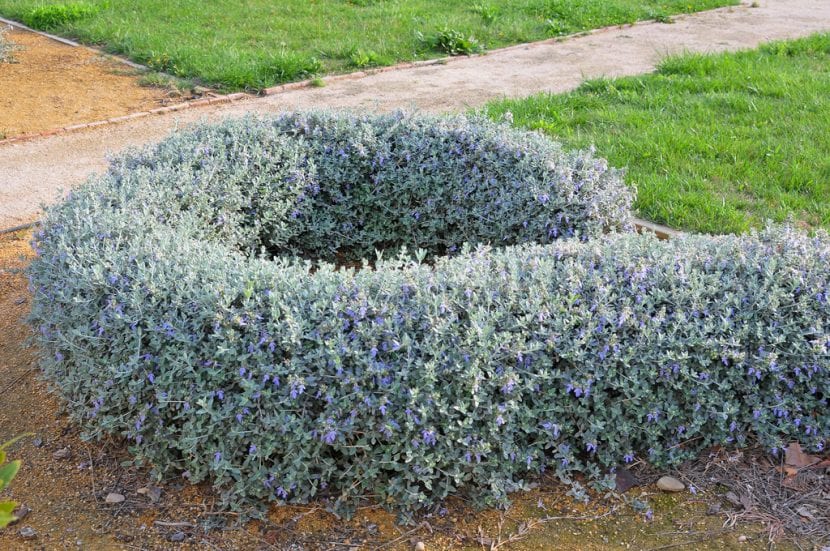 Vista del arbusto Teucrium fruticans