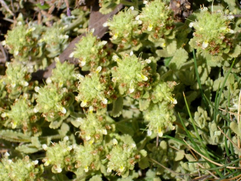 Vista de un Teucrium capitatum