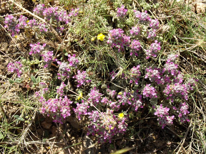 Teucrium gnaphalodes