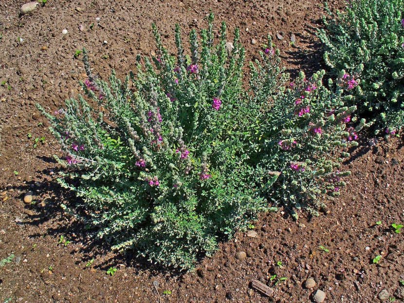 Vista de un Teucrium marum