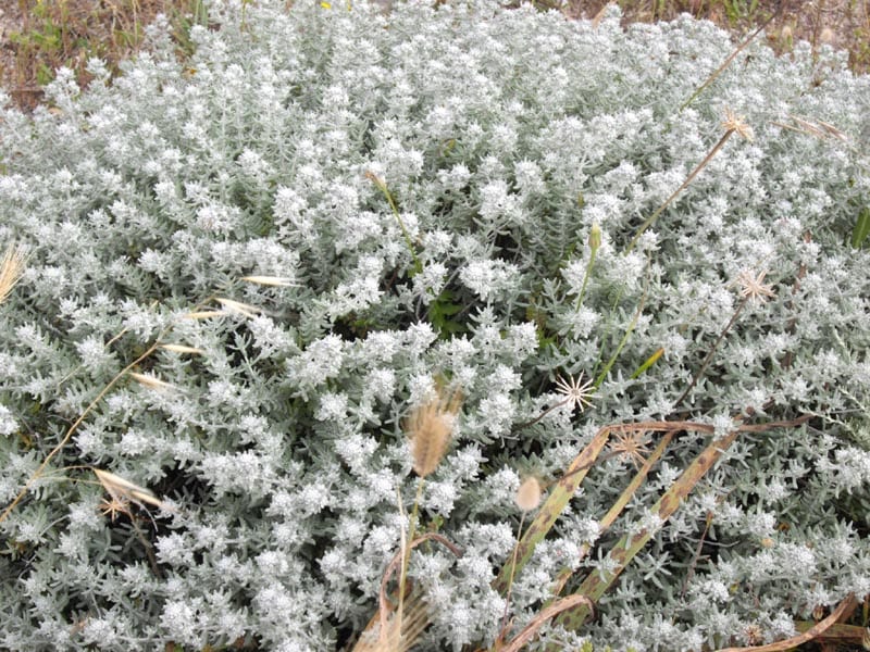 Teucrium polium