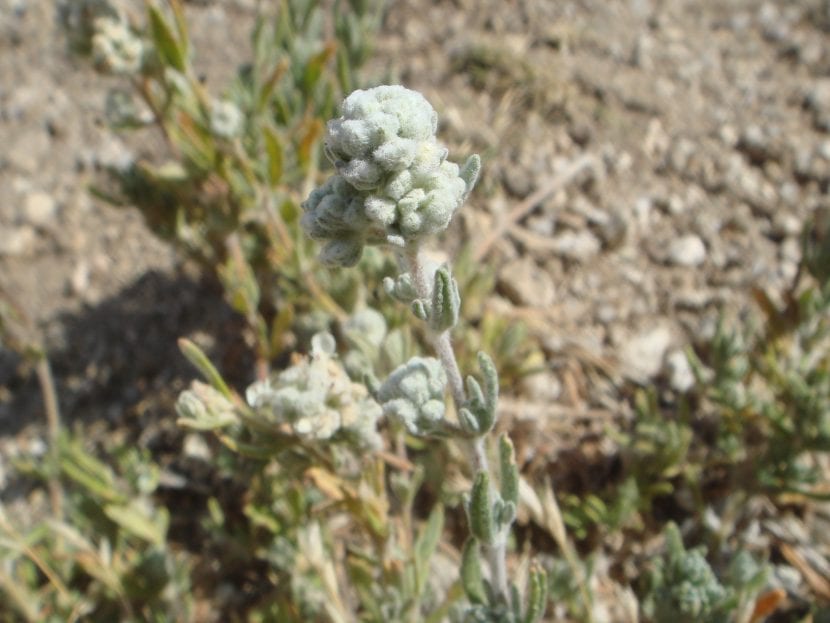 Vista de un Teucrium en hábitat