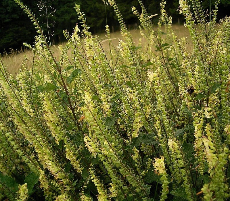 Vista de un Teucrium scorodonia