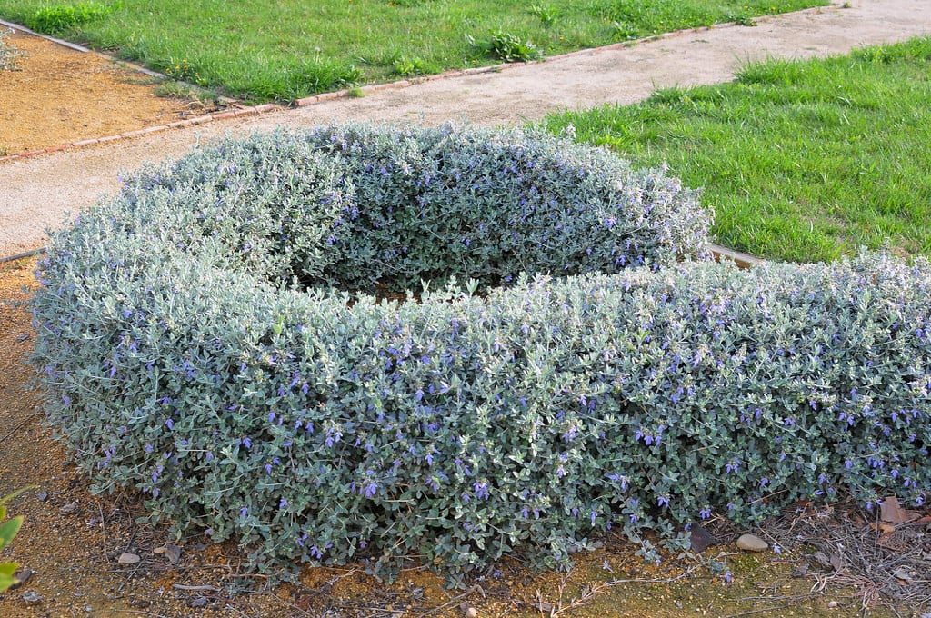 Teucrium: especies de jardín seco, poda y polinizadores