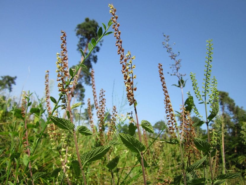 Teucrium