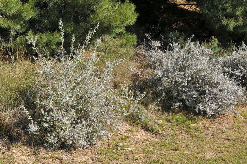 Teucrium fruticans en un jardín
