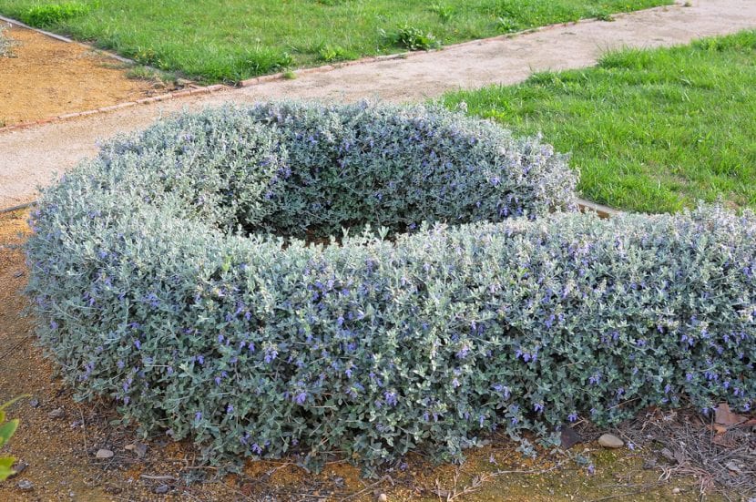 Vista de un Teucrium fruticans