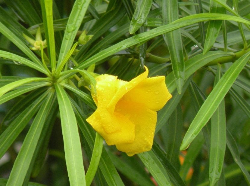 Flor de Thevetia peruviana