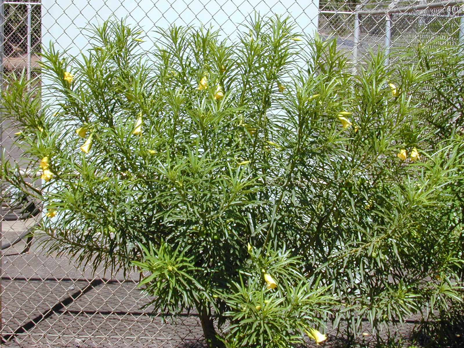 Thevetia peruviana: cuidados y toxicidad de la adelfa amarilla