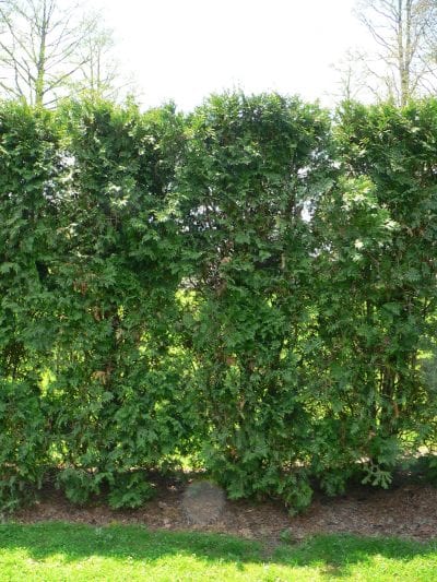 La Thuja occidentalis es una conífera perenne