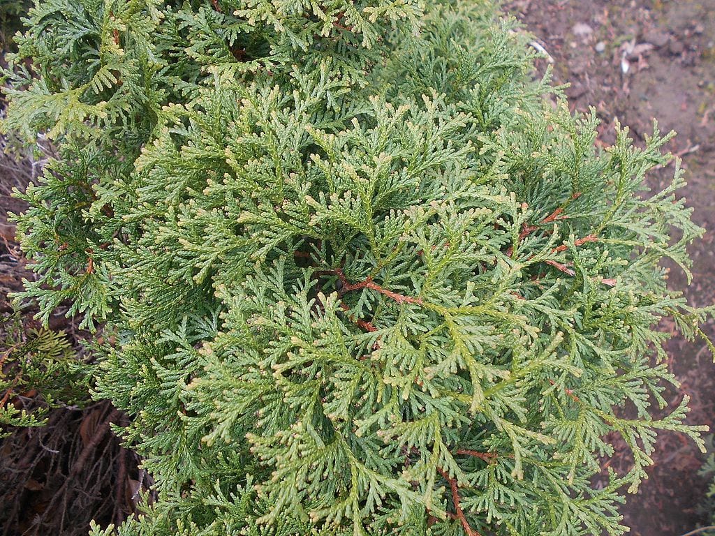 Thuja occidentalis: cultivo, setos y pardeamiento invernal