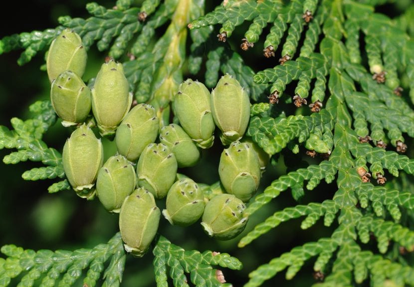 La Thuja occidentalis es una conífera que crece mucho