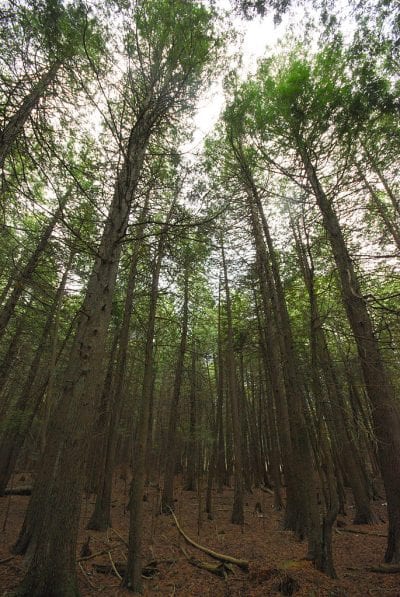 Vista de un bosque de Thuja occidentalis