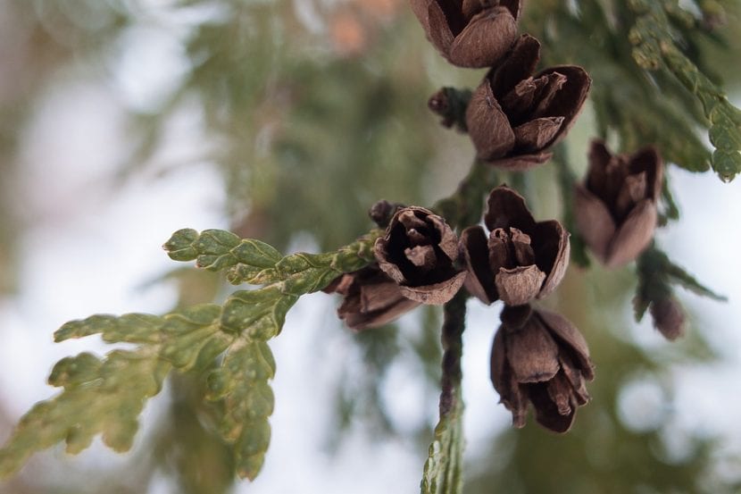 Los frutos de la Thuja occidentalis son pequeños