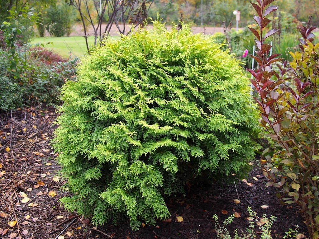 Thuja orientalis (Platycladus orientalis): guía y cuidados