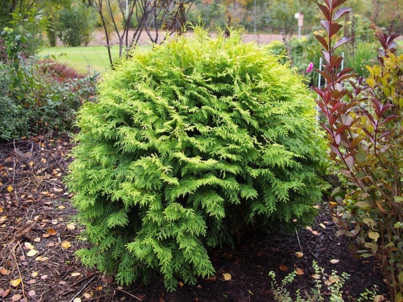 Platycladus orientalis Aurea Nana, ejemplar compacto de follaje dorado