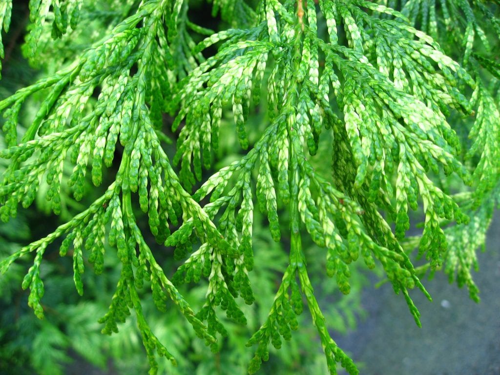 La Thuja plicata es una conífera