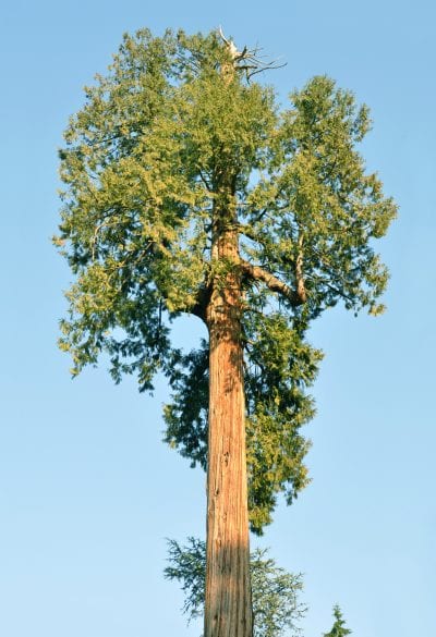 La tuya gigante es un árbol muy grande