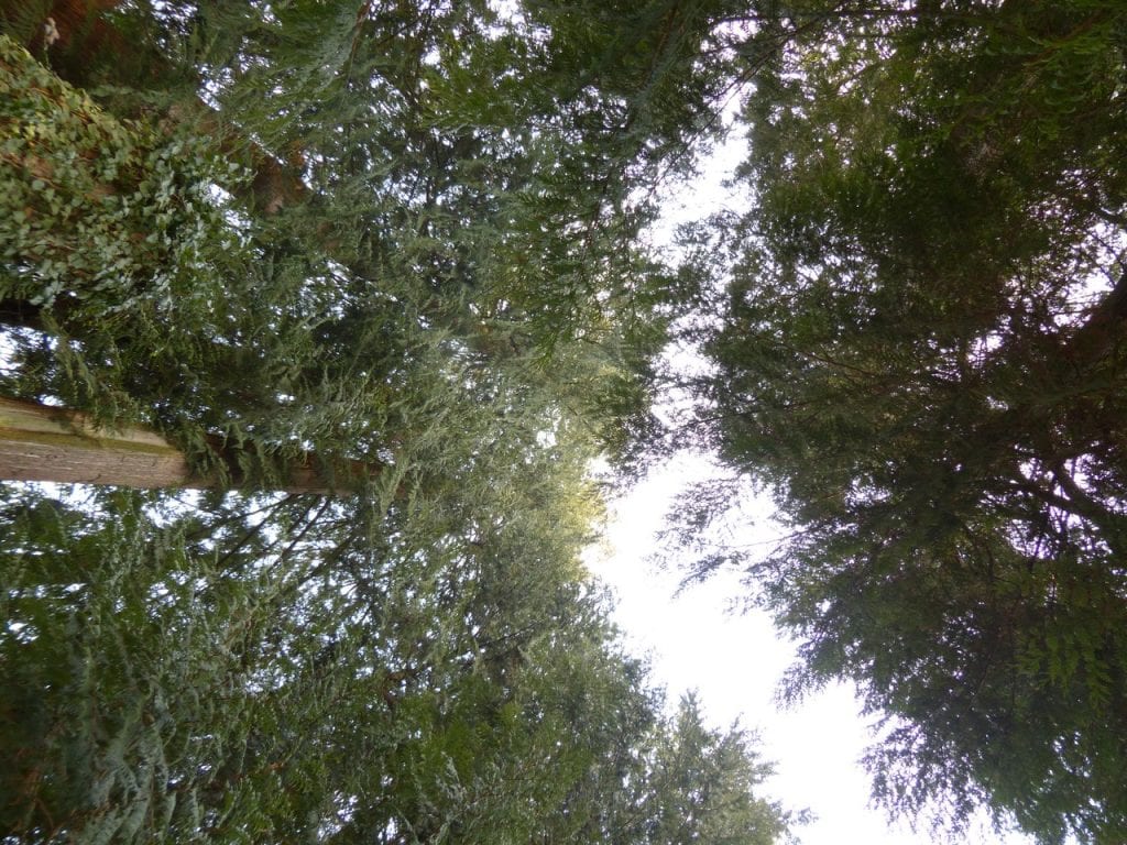 La tuya gigante es un árbol de bosque