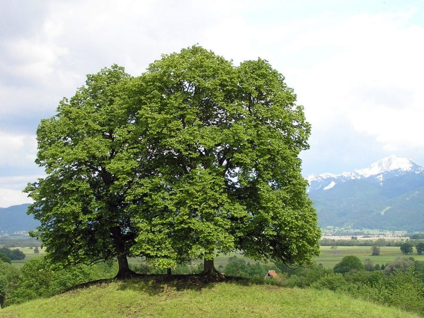 La Tilia cordata es un árbol grande