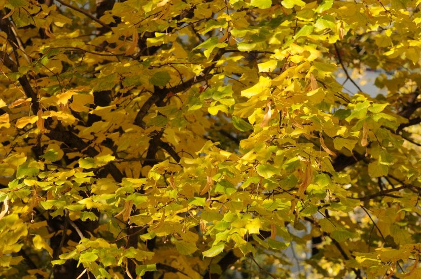Vista de la Tilia cordata en otoño