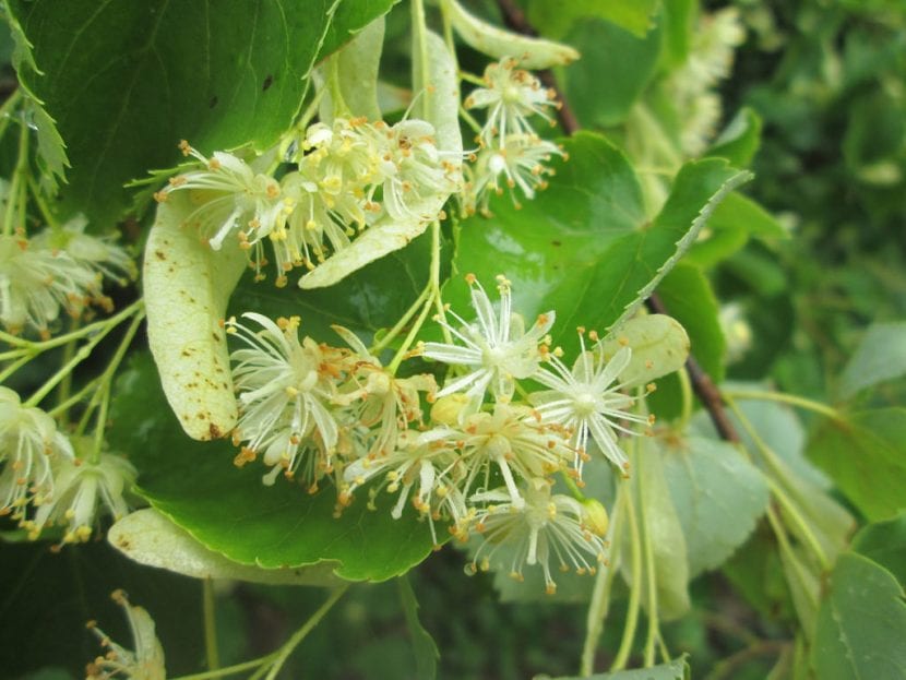 Las flores de la Tilia cordata son pequeñas
