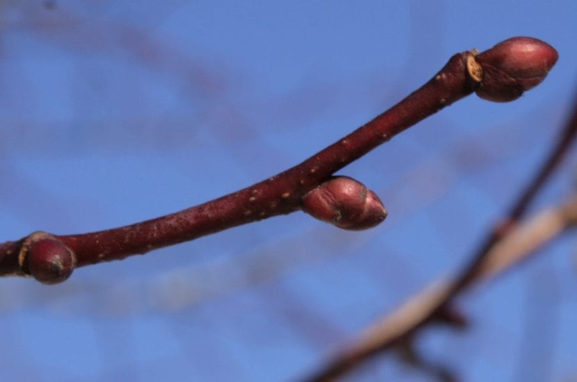 Las ramas del Tilia cordata son delgadas