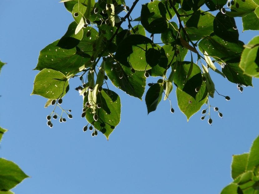 Las semillas de la Tilia cordata maduran en verano