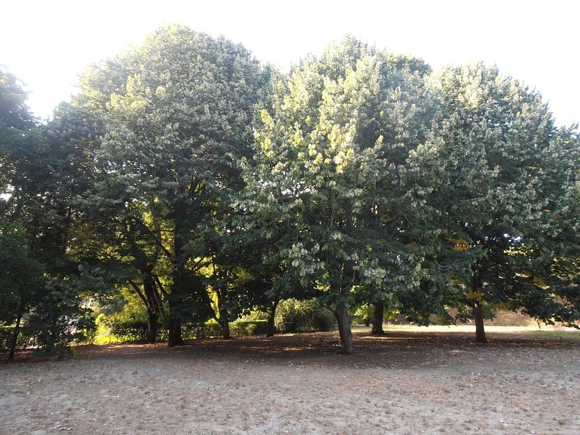 Tilia tomentosa: el tilo plateado y los abejorros