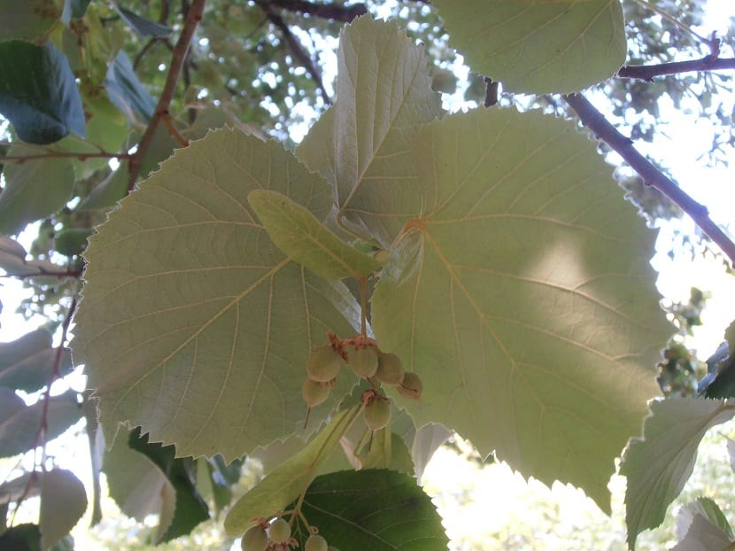 hojas de arbol llamado Tilo plateado