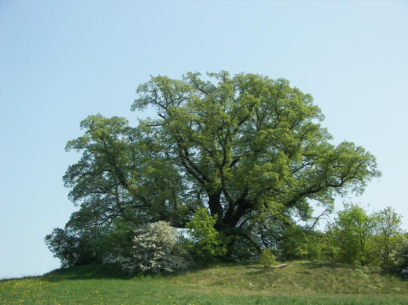 El tilo como árbol de sombra y de alineación