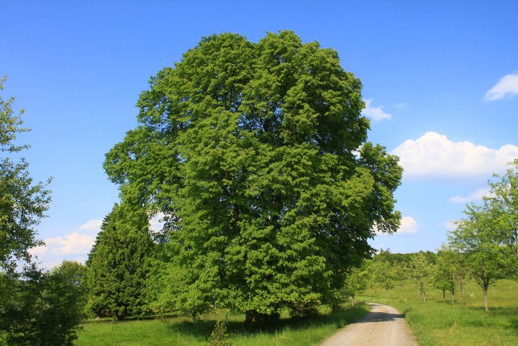 Tilia platyphyllos