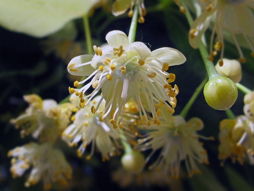 Flores de tilo con su bráctea alargada característica