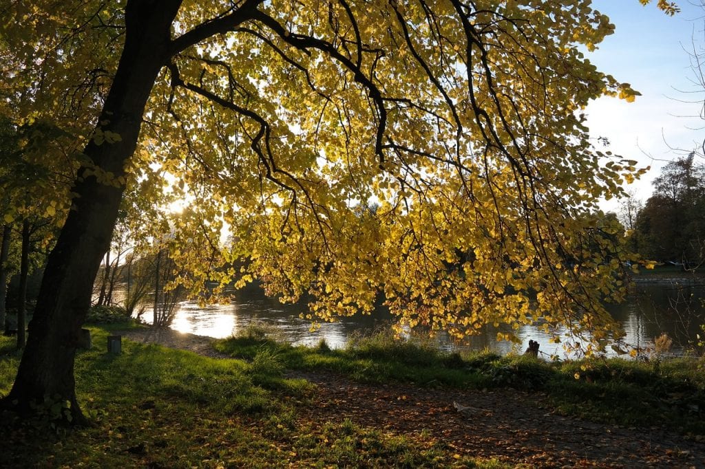 Tilo en otoño