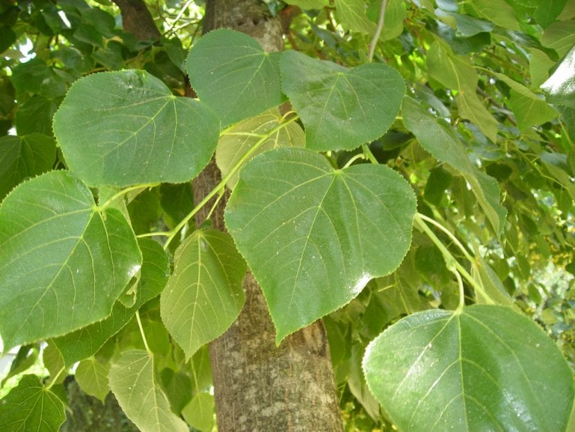 Hojas acorazonadas de tilo