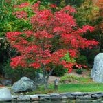 Acer japonicum 'Aconitifolium' en jardín